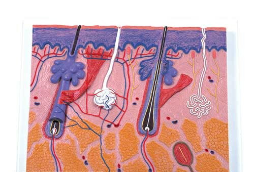 【送料無料】【無料健康相談 対象製品】3B社　皮膚模型 皮膚70倍大モデル (j10) 人体模型