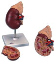 副腎つきのシンプルな腎臓模型※※※※※ご注意ください※※※※※※ご紹介商品によっては掲載画像と商品名が異なる場合がございます。また、オプション品の場合も本体が掲載されている場合がございます。ご不明な点がございましたらお気軽にお問い合わせ下さい。※※※※※※※※※※※※※※※※※※※副腎つきのシンプルな腎臓模型