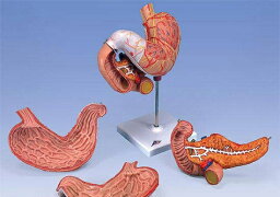 【送料無料】【無料健康相談 対象製品】3B社　消化器系模型　胃3分解モデル十二指腸・膵臓付　（k16) 人体模型