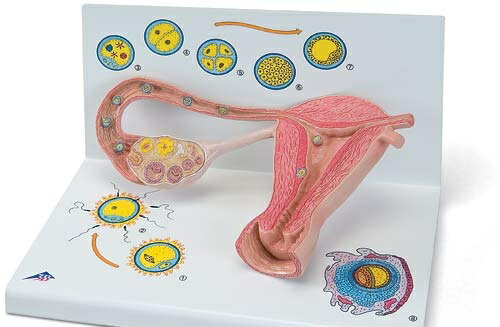 【送料無料】【無料健康相談付】3B社　妊娠・胎児模型　卵成熟と胚の発達モデル　（l01) 人体模型