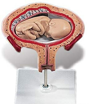 【送料無料】【無料健康相談 対象製品】3B社　妊娠・胎児模型　妊娠4ヶ月の子宮モデル　（l10-4) 人体模型
