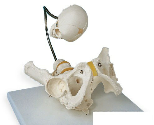 【送料無料】【無料健康相談 対象製品】3B社　生殖器・骨盤模型　分娩デモンストレーション用骨盤モデル　（l30) 人体模型