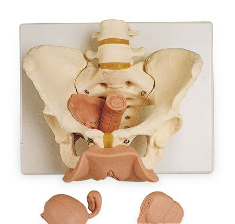 【送料無料】【無料健康相談付】3B社　骨盤模型　骨盤生殖器付・3分解モデル女性　（l31) 人体模型