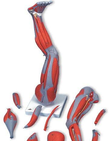 下肢(足・大腿・下腿)の筋肉解剖模型スタンダードタイプ※※※※※ご注意ください※※※※※※ご紹介商品によっては掲載画像と商品名が異なる場合がございます。また、オプション品の場合も本体が掲載されている場合がございます。ご不明な点がございましたらお気軽にお問い合わせ下さい。※※※※※※※※※※※※※※※※※※※下肢(足・大腿・下腿)の筋肉解剖模型スタンダードタイプ