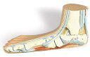 【送料無料】3B社関節模型 扁平足モデル(m31) 人体模型