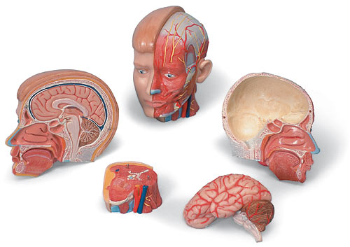 【送料無料】【無料健康相談 対象製品】3B社　小型人体解剖模型 M.A.頭部モデル (mac07) 人体模型