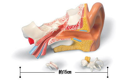【送料無料】【無料健康相談 対象製品】3B社　小型人体解剖模型　M.A.平衡聴覚器モデル (mae10) 人体模型