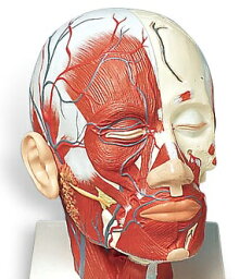 【送料無料】【無料健康相談 対象製品】3B社　頭部模型 頭・頚部の筋肉モデル・血管付 (vb128) 人体模型