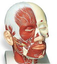 楽天Shop de clinic楽天市場店【送料無料】【無料健康相談 対象製品】3B社　頭部模型 頭・頚部の筋肉モデル・神経付 （vb129） 人体模型