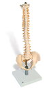 【送料無料】【無料健康相談付】3B社　脊柱模型 脊柱可動型モデル軟椎間板型 (vb84) 人体模型