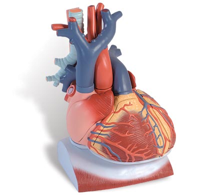 【送料無料】【無料健康相談 対象製品】3B社　心臓模型　心臓横隔膜付3倍大・10分解モデル (vd251) 人体模型