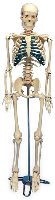 【送料無料】【無料健康相談 対象�