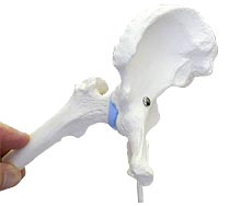 Shop de clinic楽天市場店の3B社　小型関節模型 股関節ミニモデル断面レリーフ・スタンド付 (a84-1) 人体模型｜アングル3
