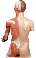 Shop de clinic楽天市場店の【送料無料】【無料健康相談付】3B社　人体解剖模型 上肢付筋肉トルソー33分解モデル両性ヨーロッパ人仕様 (b42) 人体模型｜アングル3