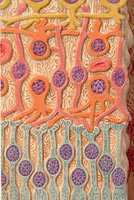 【送料無料】【無料健康相談 対象製品】3B社　人体組織拡大模型 網膜の組織構造モデル (f16) 人体模型