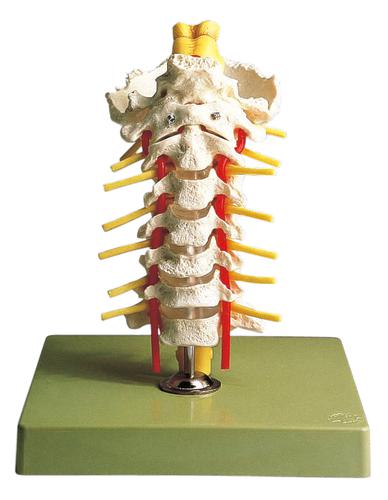 頸椎柱模型 後頭骨/脊髄神経/椎骨動脈付 #QS65 入数：1