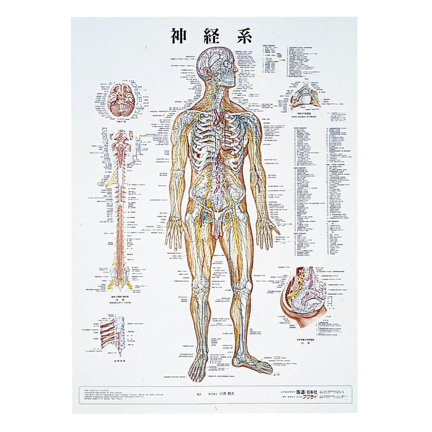 アプライ 人体解剖学チャート（ポスターサイズ） ポスターサイズ・ラミネート版 神経系Mラミネートバン