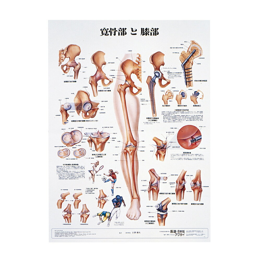 アプライ 人体解剖学チャート（ポスターサイズ） ポスターサイズ・ラミネート版 寛骨部と膝部Sラミネートバン