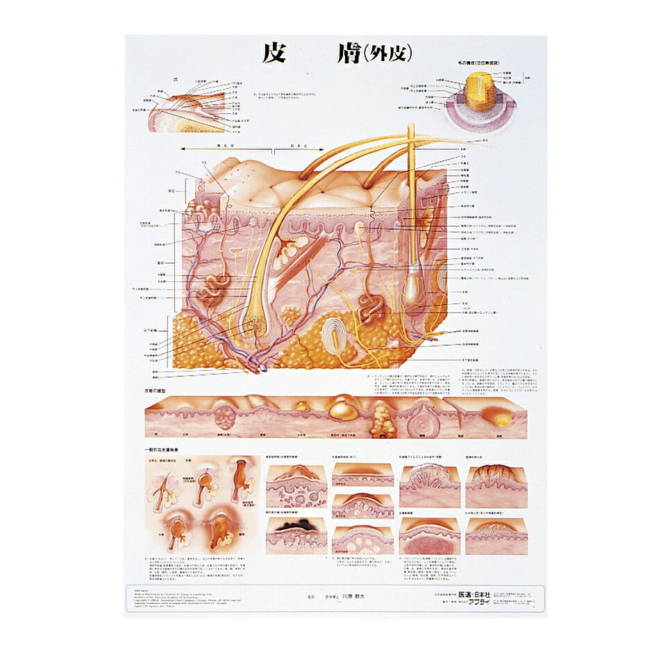アプライ 人体解剖学チャート（ポスターサイズ） ポスターサイズ・ラミネート版 皮膚Sラミネートバン