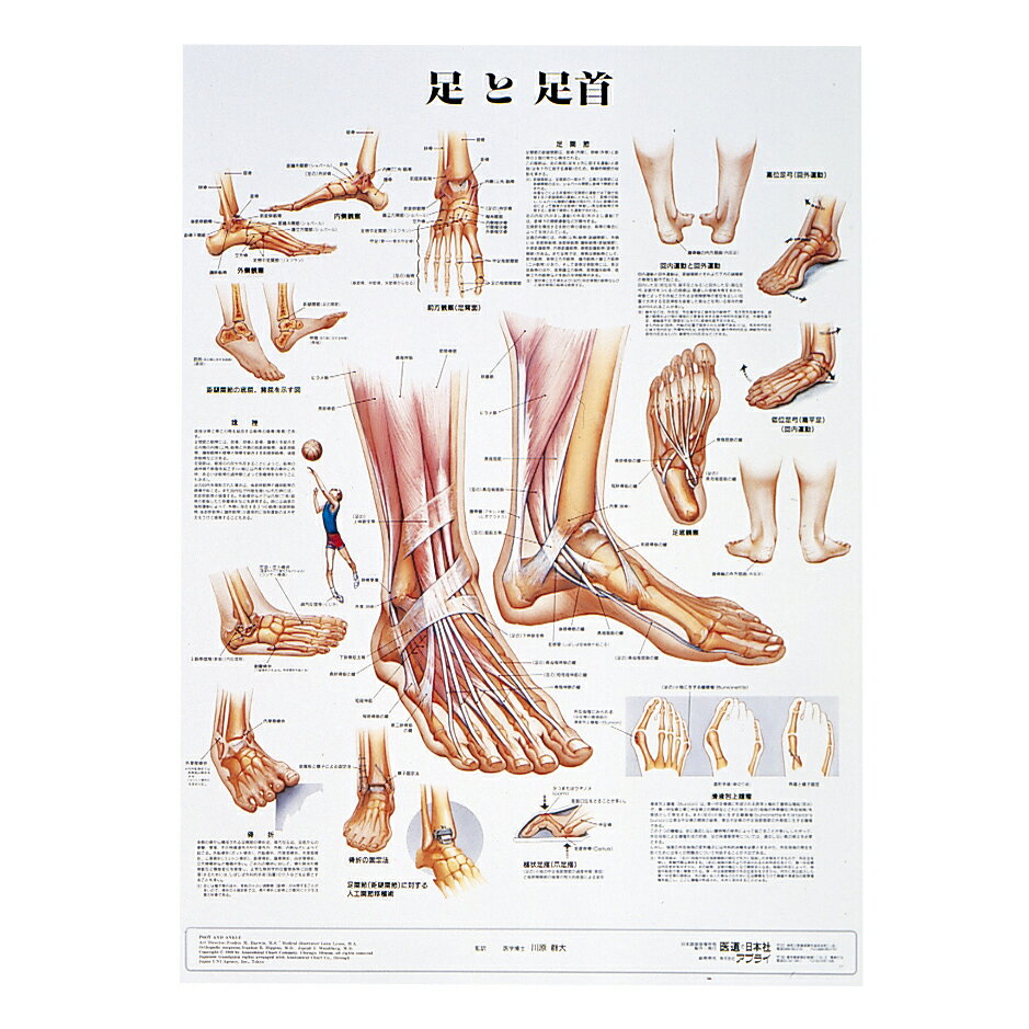 アプライ 人体解剖学チャート（ポスターサイズ） ポスターサイズ・ラミネート版 足と足首Sラミネートバン