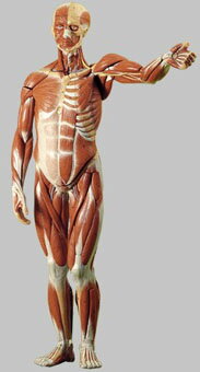 【送料無料】【無料健康相談付】ソムソ社 男性筋肉解剖模型 約82cm as1