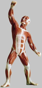 【送料無料】【無料健康相談付】ソムソ社 男性筋肉模型 約21cm as3/1 人体模型