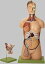 【送料無料】【無料健康相談 対象製品】ソムソ社 人体解剖模型（両性） as4 人体模型