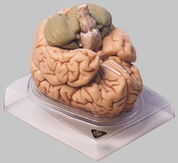 【送料無料】【無料健康相談 対象製品】ソムソ社 脳模型 bs20 人体模型