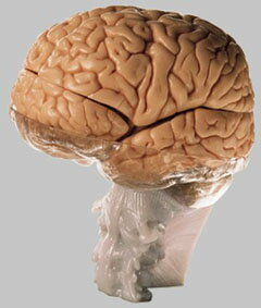 ソムソ社 15分解脳模型 bs25 人体模型