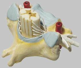 ソムソ社 脊髄付第6頸椎模型 bs29　 人体模型