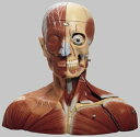 実物大、ソムソープラスチック製 ,19分解 スタンド台付 右側は深在筋を含んだ筋肉組織を示しています。 左顎関節と胸鎖乳突筋は取り外し可能で頸動脈三角 を見ることが出来ます。 僧帽筋、大胸筋、三角筋と鎖骨は取り外し可能です。 全体のモデルは...
