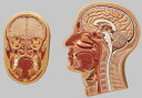 【送料無料】【無料健康相談 対象製品】ソムソ社 頭部の断面模型 bs43 人体模型 1