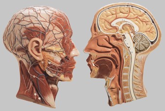 実物大、ソムソープラスチック製、 左右から見た1個の模型、台付 浅在性の神経は個別に分布している。 モデルは右半分の頭部の筋肉、浅在性 動脈、静脈及び頸部領域を含む神経を表 している。正中断面は脳、鼻腔、口腔、咽頭 喉頭、および頸椎を表して...