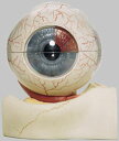 【送料無料】【無料健康相談 対象製品】ソムソ社 眼球模型 cs1 人体模型