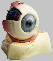ソムソ社 眼球模型 cs10 人体模型