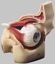 【送料無料】【無料健康相談 対象製品】ソムソ社 眼球模型 cs2 人体模型