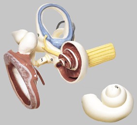 【送料無料】【無料健康相談 対象製品】ソムソ社 鼓膜と耳小骨と内耳模型 ds17 人体模型