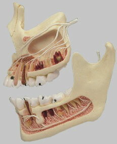 【送料無料】【無料健康相談付】ソムソ社 上下の顎の半裁模型 es13 人体模型