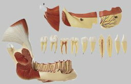 【送料無料】【無料健康相談 対象製品】ソムソ社 筋肉付右下顎模型 es21 人体模型