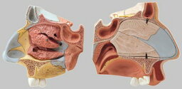 【送料無料】【無料健康相談 対象製品】ソムソ社 鼻腔解剖模型 fs6 人体模型