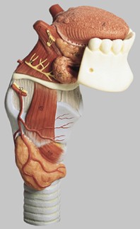 【送料無料】【無料健康相談 対象製品】ソムソ社 舌付喉頭模型 gs4 人体模型