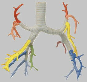 ソムソ社 気管支分岐模型 hs21/1 人体模型