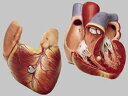 【送料無料】【無料健康相談 対象製品】ソムソ社 心臓模型 hs3 人体模型