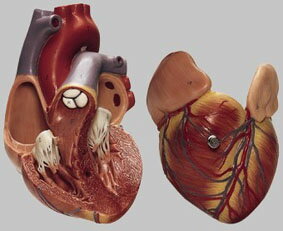 ソムソ社 心臓模型 hs4 人体模型