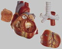 【送料無料】【無料健康相談 対象製品】ソムソ社 心臓模型 hs6 人体模型