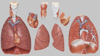 ソムソ社 肺、心臓、横隔膜、喉頭模型 hs7 人体模型