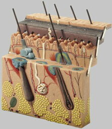 【送料無料】【無料健康相談 対象製品】ソムソ社 皮膚の断面模型 ks1 人体模型
