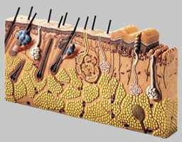 【送料無料】【無料健康相談 対象製品】ソムソ社 皮膚の断面ブロック模型 ks3 人体模型