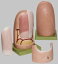 【送料無料】【無料健康相談 対象製品】ソムソ社 指の爪模型 ks6 人体模型