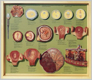 ソムソープラスチック製、ショーケース入り、 取り外し可能な丈夫な全面ガラスカバー。 ヒトの受精から妊娠三ヶ月までの卵子の 発育を16種類の模型で表しています。 高さ49cm、幅57cm、奥行11cm 重量5．7kg ※※※※※ご注意ください※※※※※※ご紹介商品によっては掲載画像と商品名が異なる場合がございます。また、オプション品の場合も本体が掲載されている場合がございます。ご不明な点がございましたらお気軽にお問い合わせ下さい。※※※※※※※※※※※※※※※※※※※ソムソープラスチック製、ショーケース入り、 取り外し可能な丈夫な全面ガラスカバー。 ヒトの受精から妊娠三ヶ月までの卵子の 発育を16種類の模型で表しています。 高さ49cm、幅57cm、奥行11cm 重量5．7kg